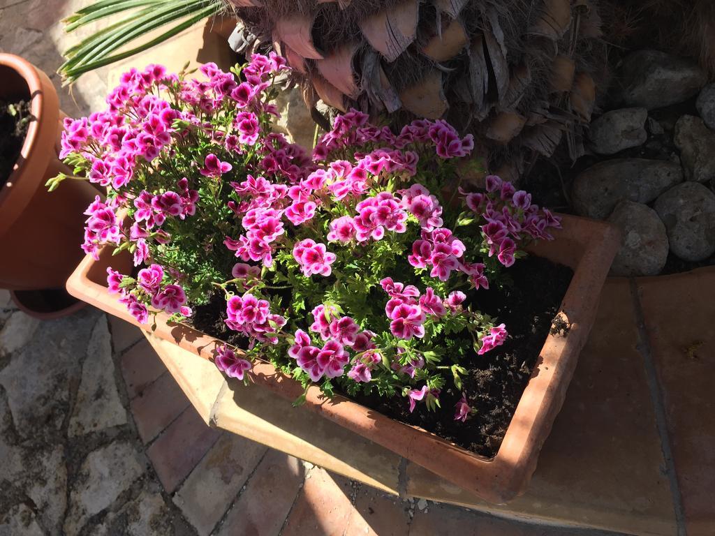 B&B Limone San Leone Exterior photo